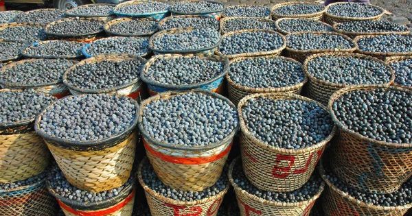 Beneficios nutricionales de la palma de asaí