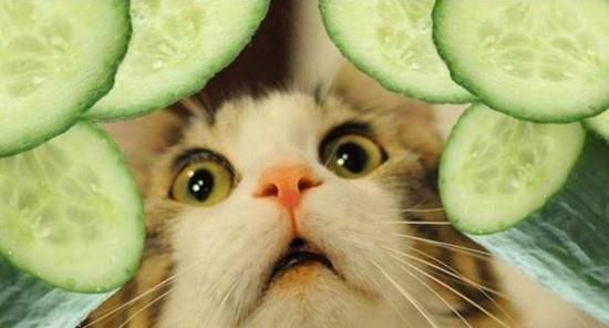 “貓咪黃瓜，熟食更佳，營養(yǎng)滿分”