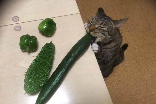 “貓咪黃瓜，熟食更佳，營養(yǎng)滿分”