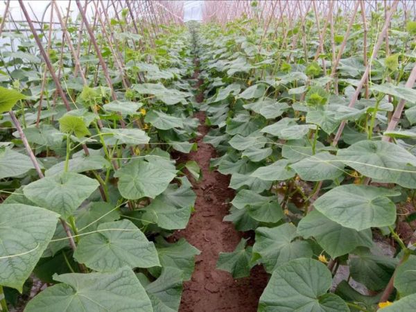 旱黃瓜田間生長實景圖