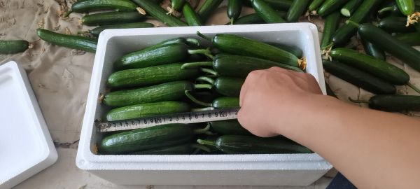 實驗室中的黃瓜營養(yǎng)成分分析過程