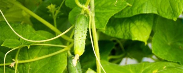 黃瓜的功效與作用