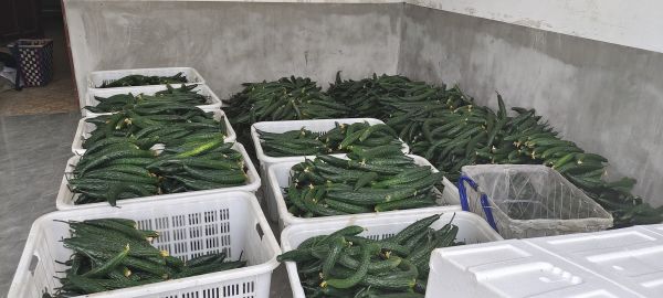 黄瓜与香蕉榨汁示意图