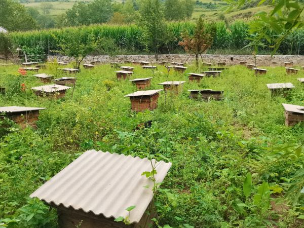 养蜂人正在检查蜂箱中蜂蜜成熟度的现场照片