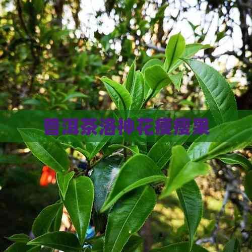 普洱茶洛神花瘦瘦果