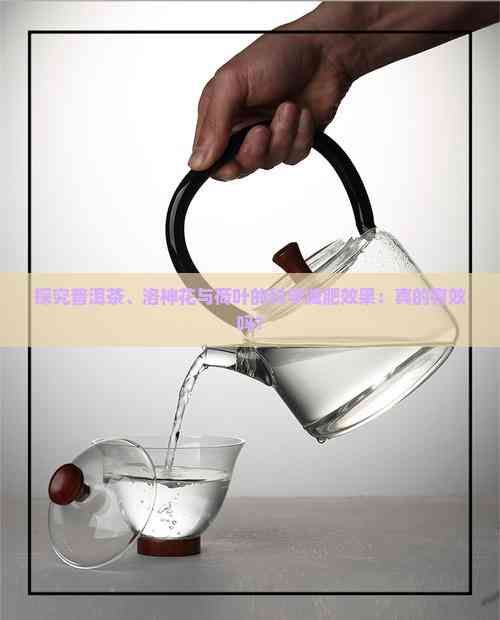 探究普洱茶、洛神花与荷叶的科学减肥效果：真的有效吗？