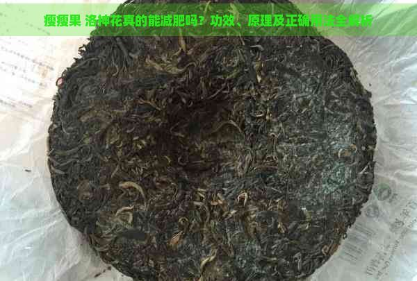 瘦瘦果 洛神花真的能減肥嗎？功效、原理及正確用法全解析