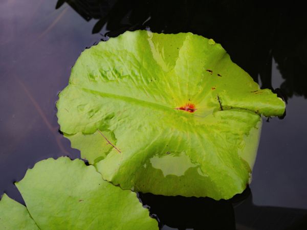 了解荷葉冬瓜皮減肥茶配方：更健康的減肥方法
