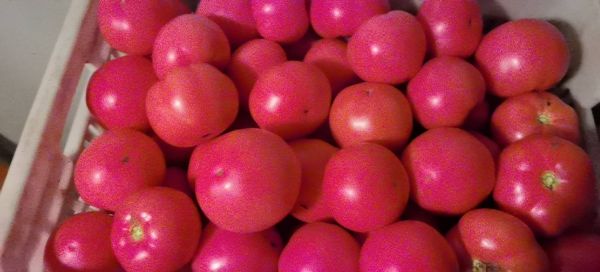 番石榴葉煮水過程