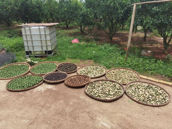 農家晾曬番石榴葉場景