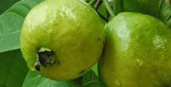 野生番石榴的益处