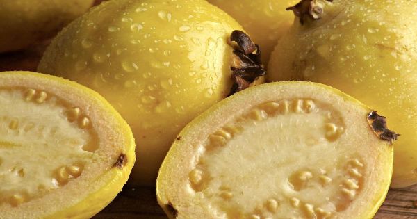 guayaba de monte propiedades imagen