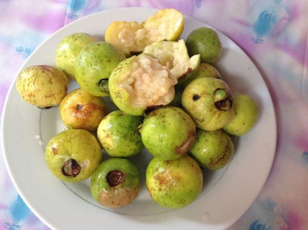 guayaba del monte fresca