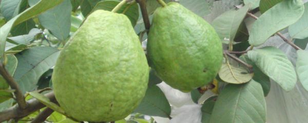 紅心芭樂(lè)種植與條件