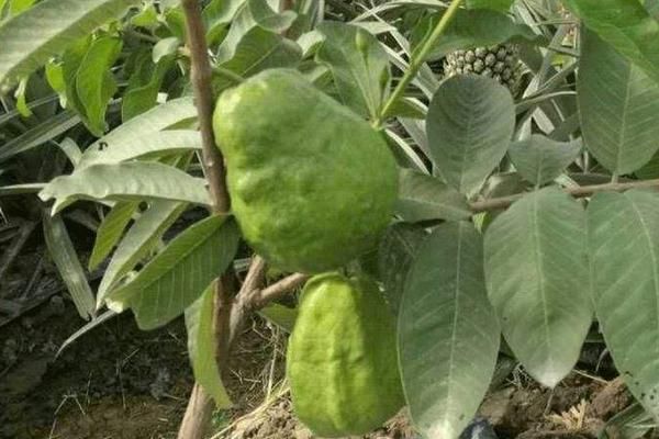 哪個(gè)地方是芭樂(lè)產(chǎn)地？中國(guó)芭樂(lè)的主要產(chǎn)地在哪里