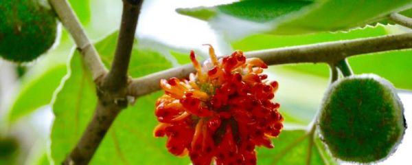 一畝構(gòu)樹(shù)的經(jīng)濟(jì)價(jià)值如何？(附種植前景分析)