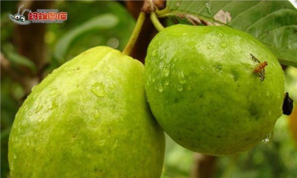 番石榴有籽嗎？里面的籽能吃嗎？