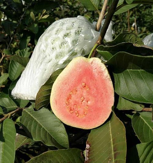 番石榴有籽嗎？里面的籽能吃嗎？