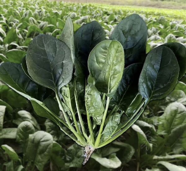 营养成分对比图表