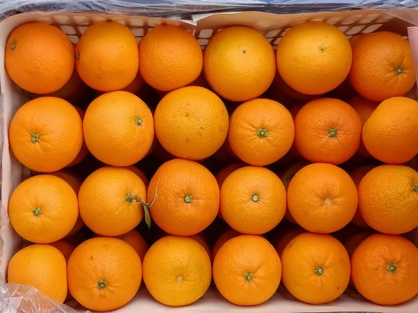 橙子放在纸箱中常温保存
