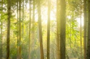 夏日减肥菜谱_夏季减肥食谱大全_夏季减肥餐食谱大全