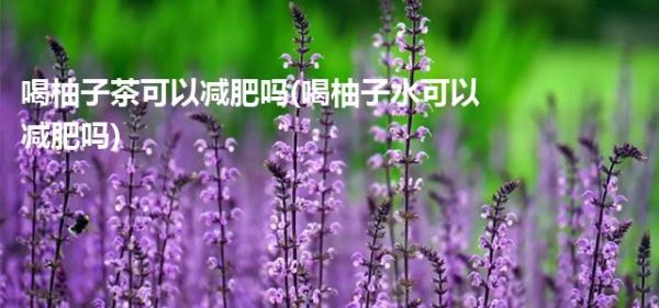 喝柚子茶可以减肥吗(喝柚子水可以减肥吗)