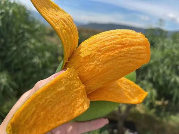 芒果与其他水果对比图