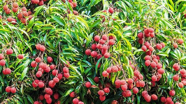 吃什么助消化的食物