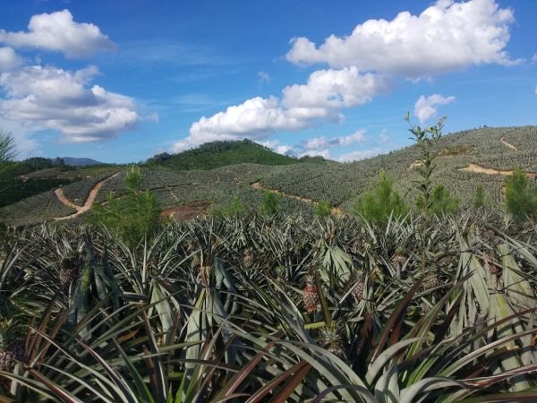 热带菠萝种植园航拍图