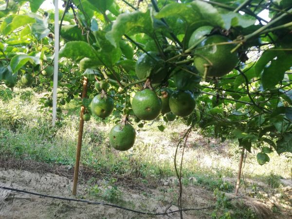 成熟番石榴果园实景