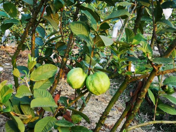 番石榴果园实景图