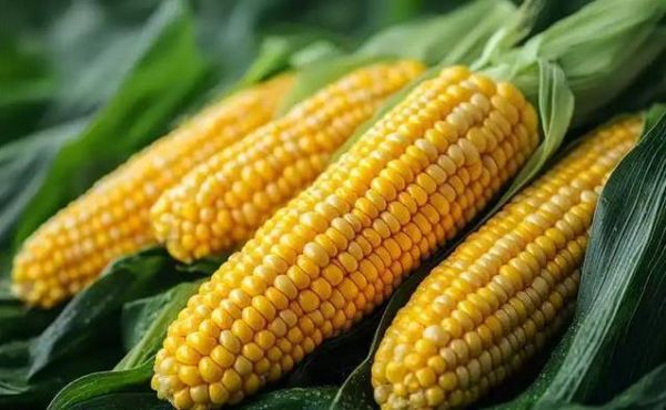 老年人吃玉米有风险？医生揭秘真相，别等身体报警才后悔