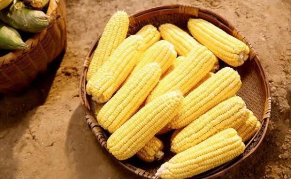 老年人吃玉米有风险？医生揭秘真相，别等身体报警才后悔