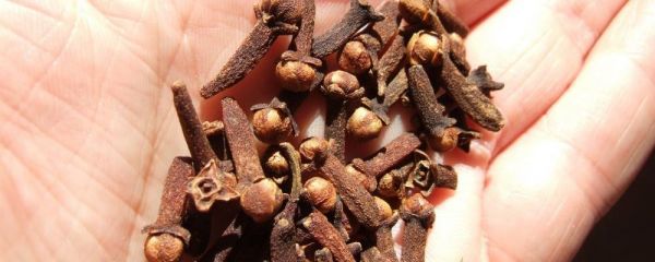 便秘能吃玉米吗 便秘能不能吃玉米 便秘可以吃玉米吗