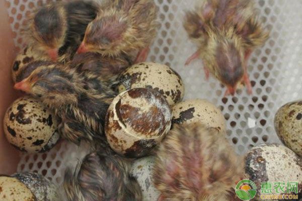 怎么提高鹌鹑种蛋的孵化率？五个要点措施得满足！-图片版权归惠农网所有