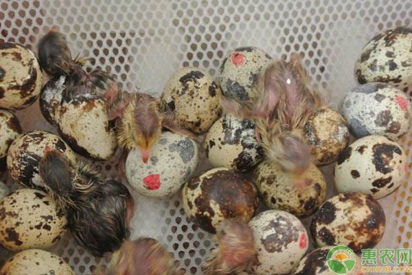 怎么提高鹌鹑种蛋的孵化率？五个要点措施得满足！-图片版权归惠农网所有