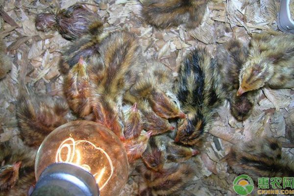 怎么提高鹌鹑种蛋的孵化率？五个要点措施得满足！-图片版权归惠农网所有