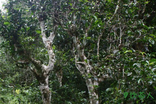 普洱茶十大产区,普洱茶最有名的产地(十大核心产地)