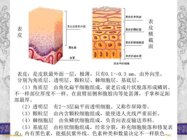 美容推拿减肥推拿.pptx_第2页
