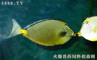 魚如何選購有哪些，怎樣買魚性價比最高