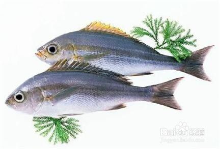 魚如何選購有哪些，怎樣買魚性價比最高