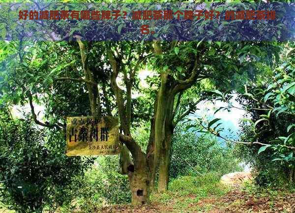 好的減肥茶有哪些牌子？減肥茶那個(gè)牌子好？的減肥茶排名。