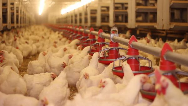 飼料甜菜堿鹽酸鹽