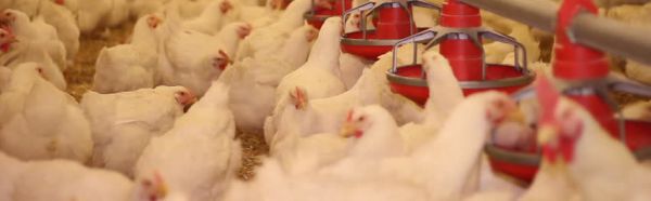 甜菜堿在飼料上的作用