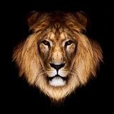 誠實(shí)可靠小郎君