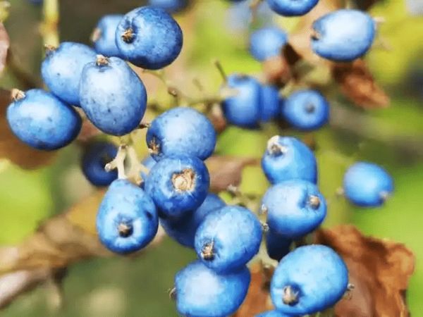 17 Medicinal Health Benefits Of Symplocos paniculata (Sapphire-Berry)