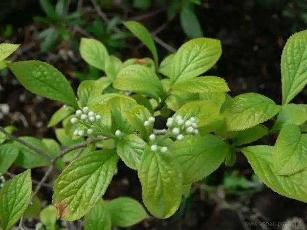 17 Medicinal Health Benefits Of Symplocos paniculata (Sapphire-Berry)