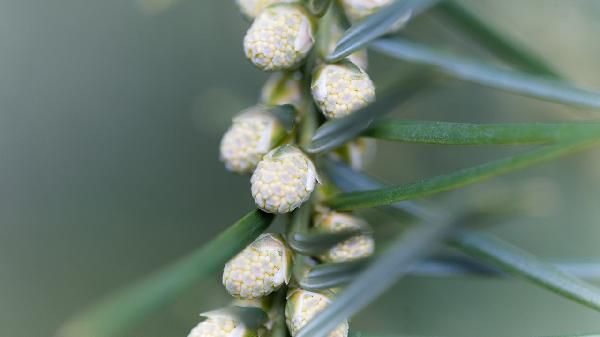 女人想氣色好體內調理吃什么