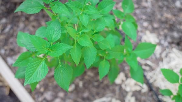 女人想氣色好體內調理吃什么