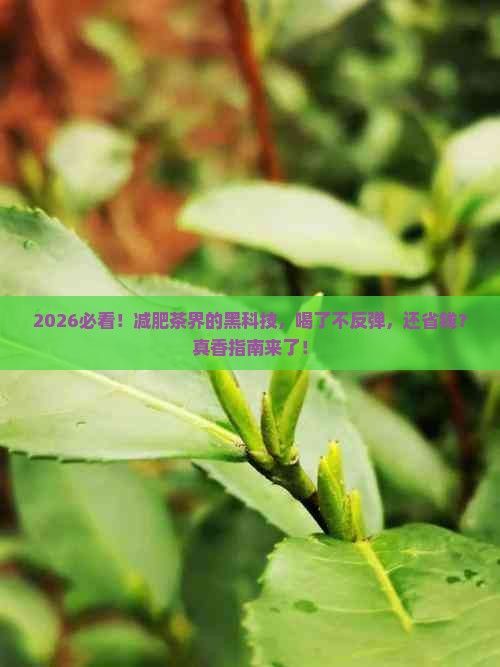 什么茶喝了減肥不反彈